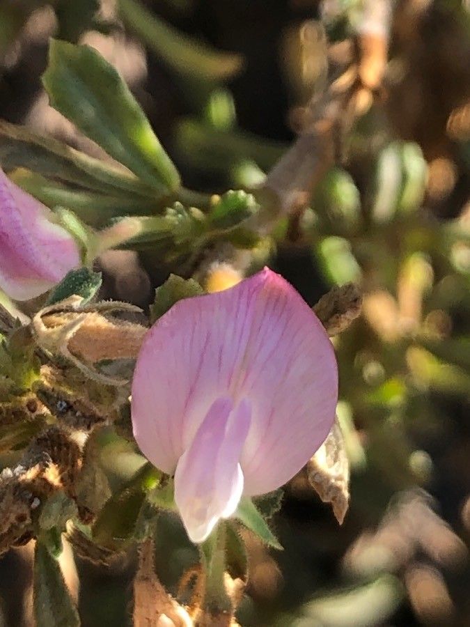 Ononis tridentata flower