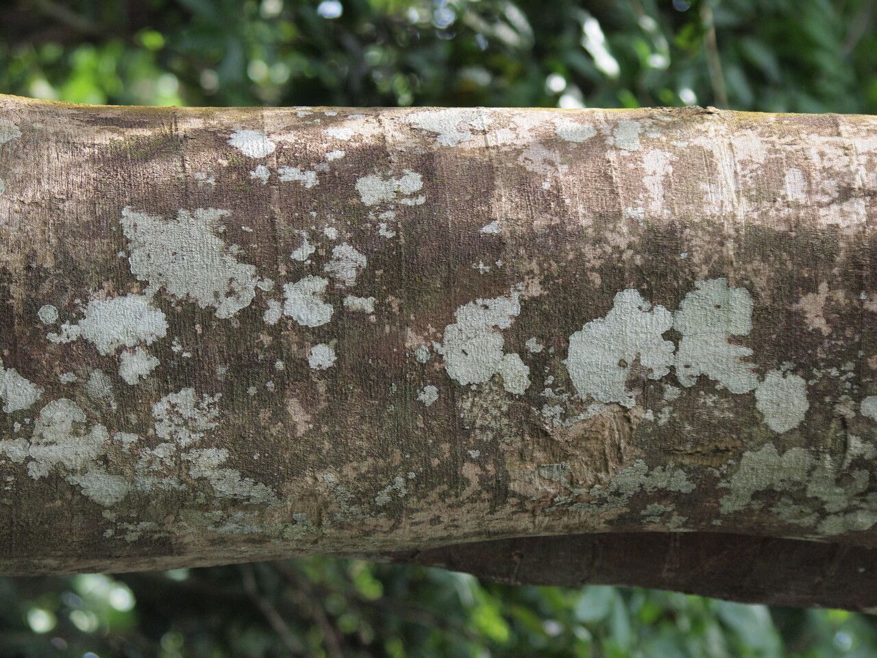 Irvingia grandifolia bark