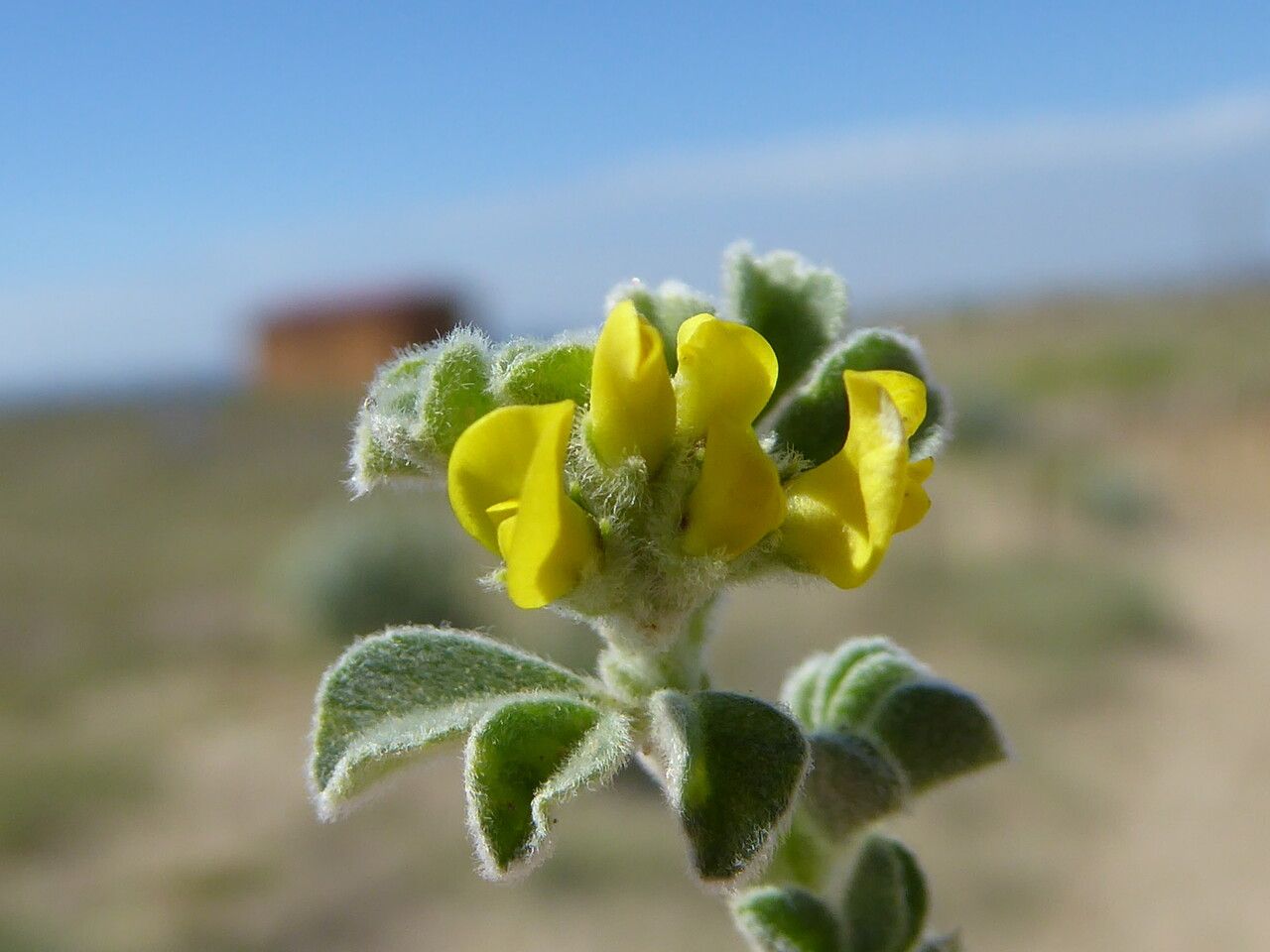 Medicago marina flower