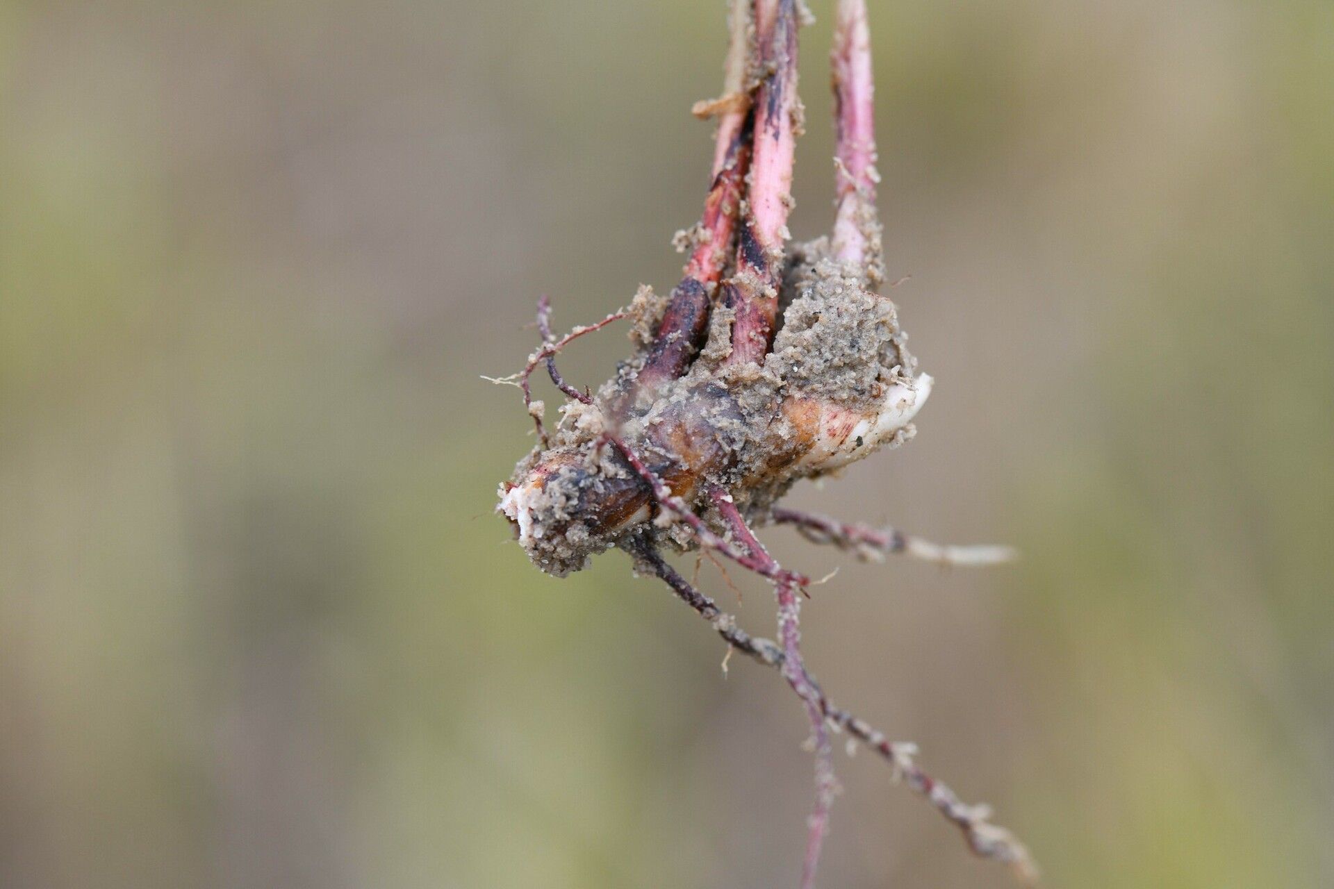Cyperus obtusatus bark