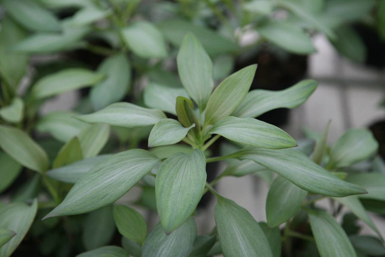 Alstroemeria spp. habit