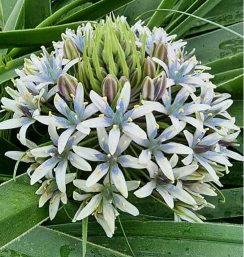 Scilla dimartinoi — search result for 'Scilla'