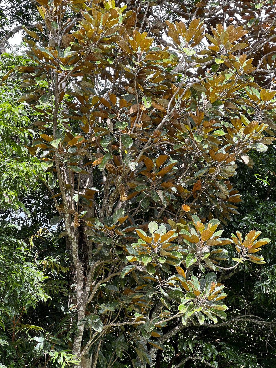 Kermadecia sinuata leaf