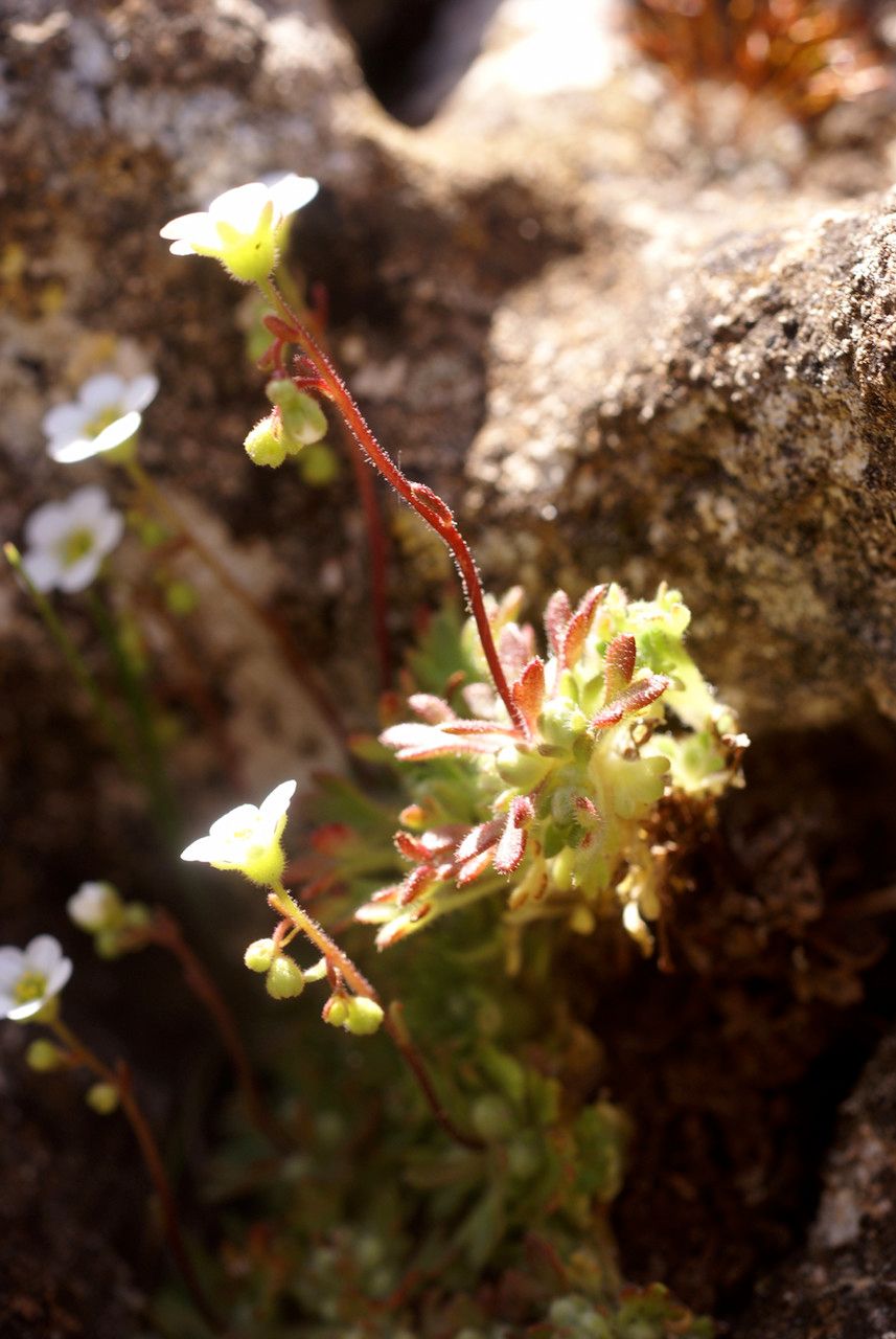 Saxifraga globulifera habit