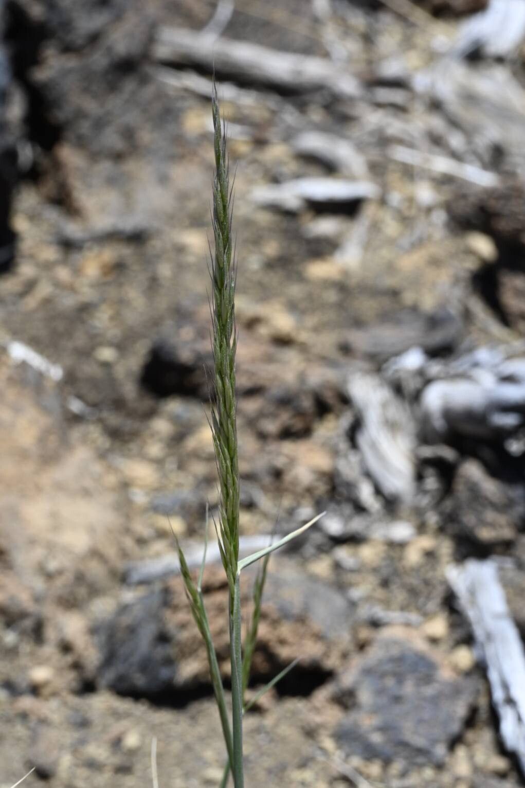 Arrhenatherum calderae flower