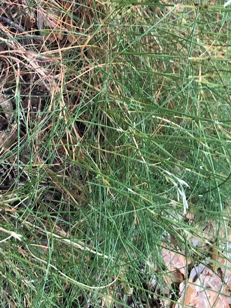 Agrostis castellana — related species from the same genus