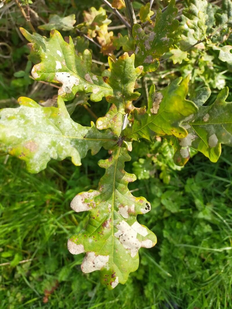 Quercus × cerrioides — houseplant care guide