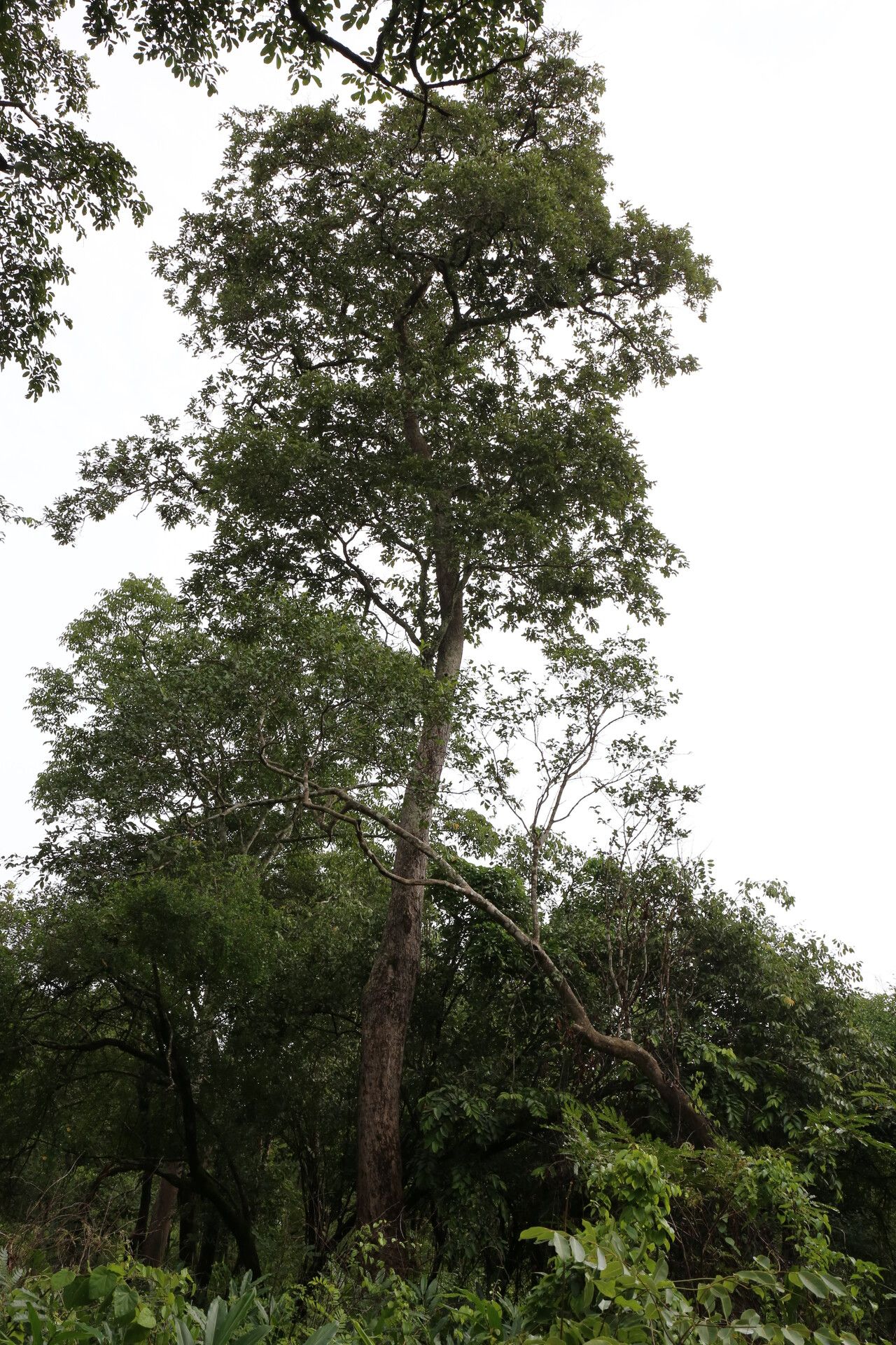 Combretum celastroides habit