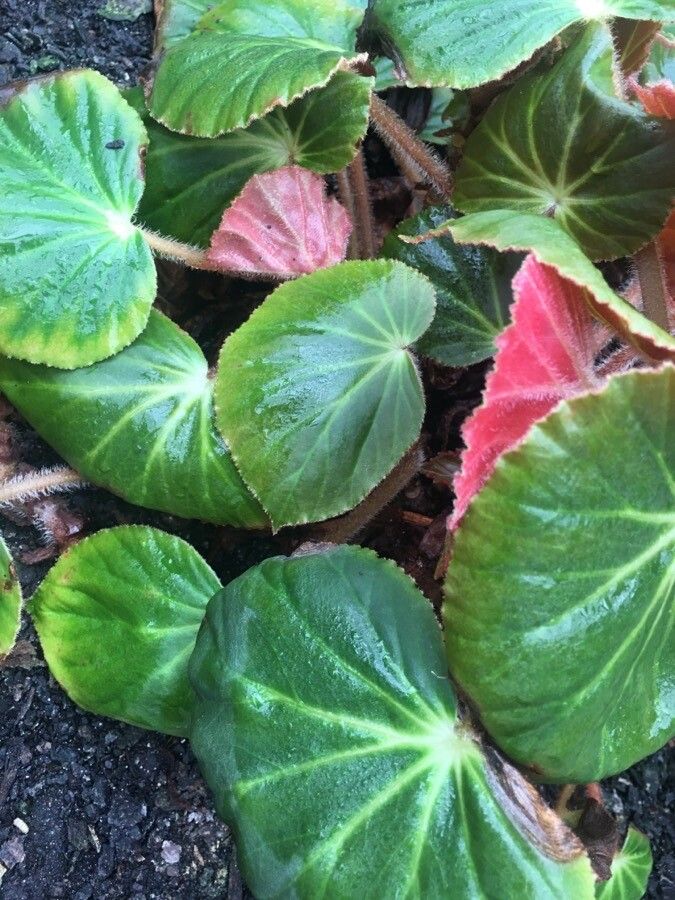 Begonia acida