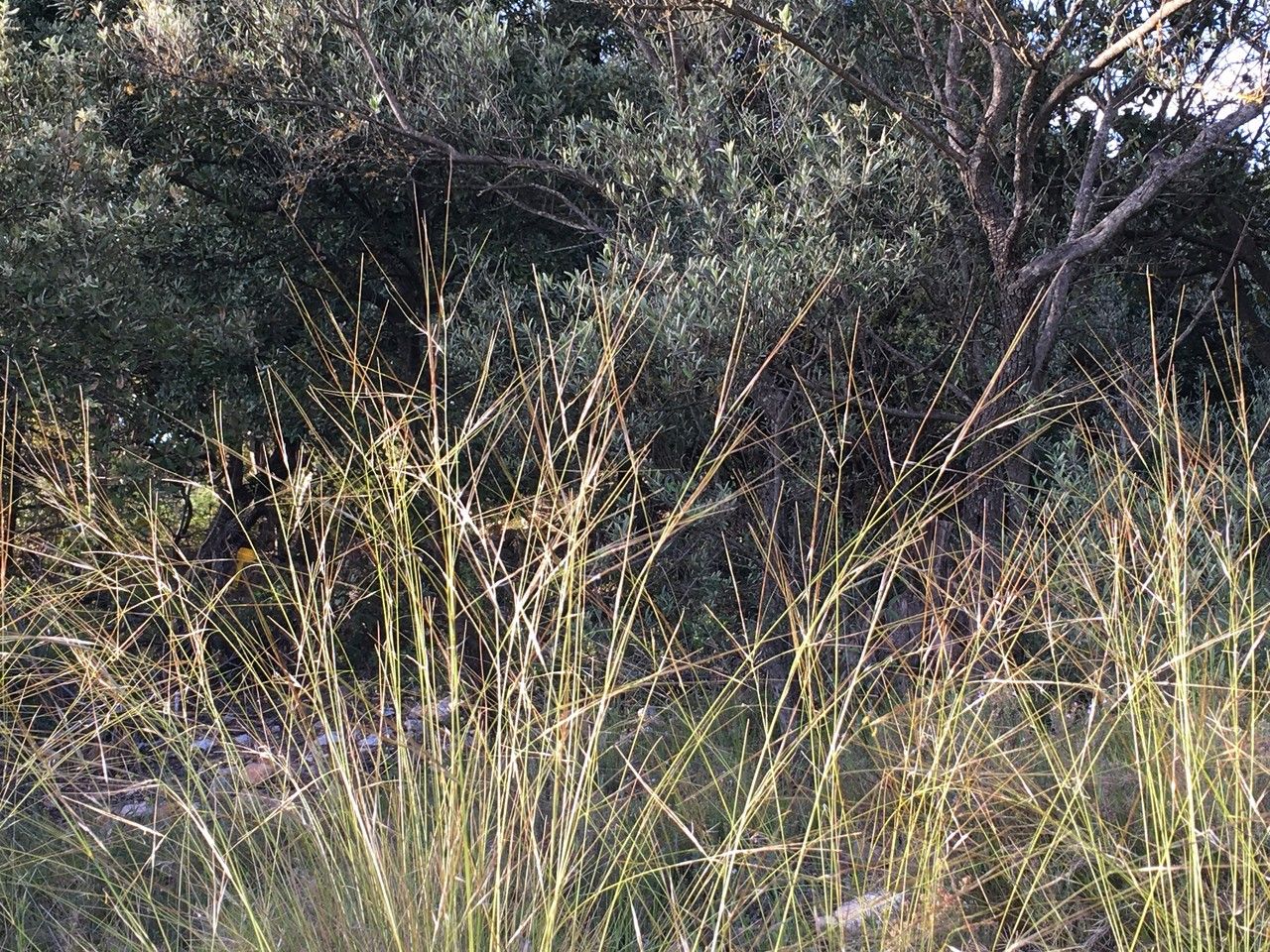 Stipa offneri flower