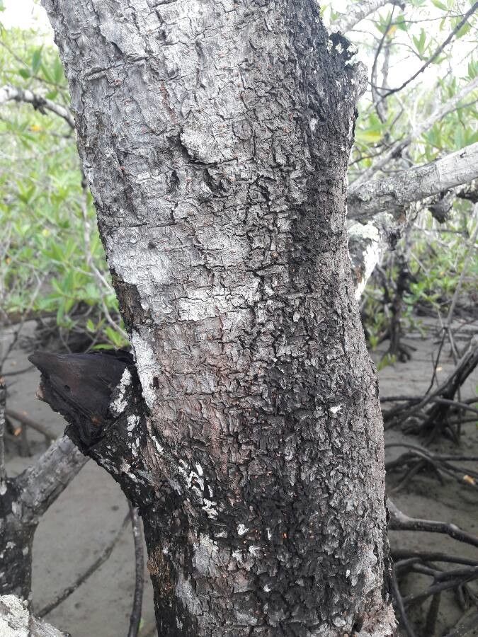 Pelliciera rhizophorae bark