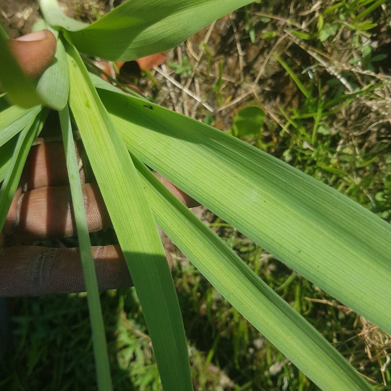 Albuca nigritana — houseplant care guide