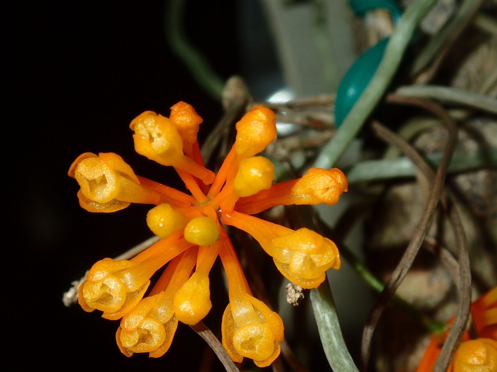 Microcoelia gilpiniae flower