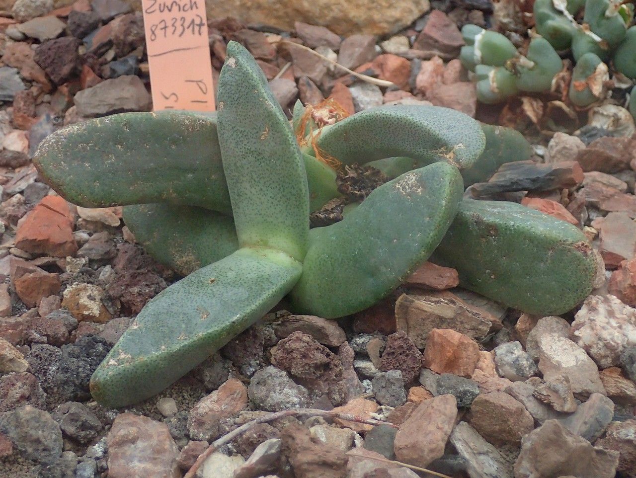 Pleiospilos simulans habit
