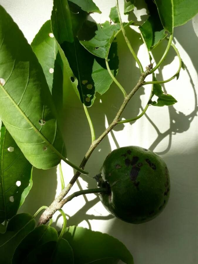 Casearia tremula fruit