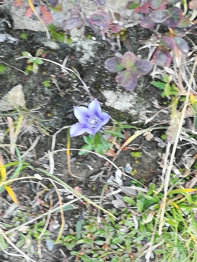 Campanula lasiocarpa — search result for 'Northwestern US'
