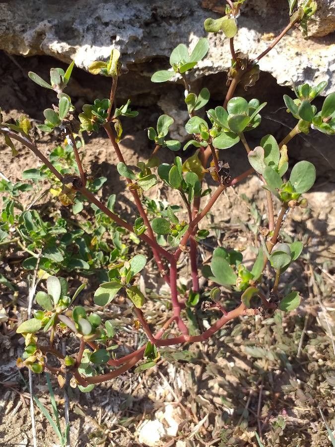 Trianthema portulacastrum habit