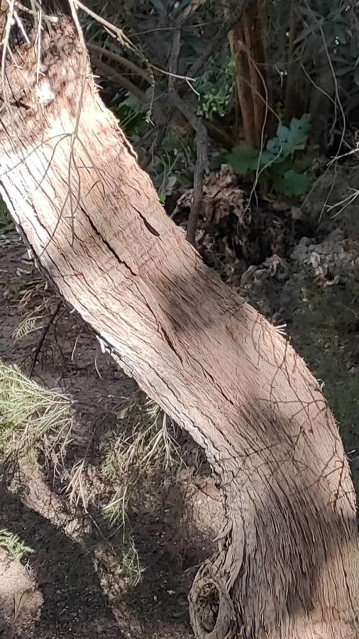Melaleuca ericifolia bark