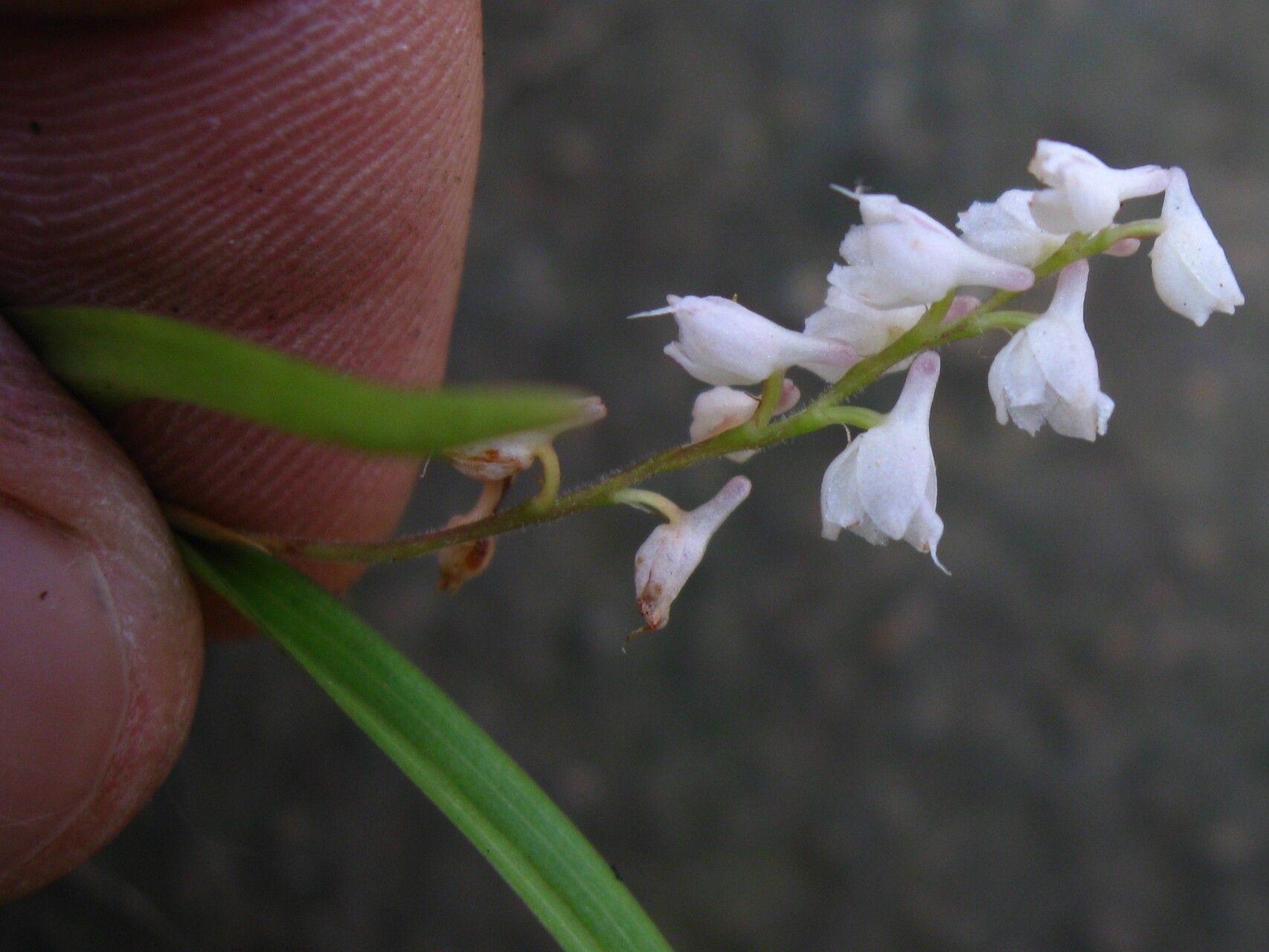 Polystachya hastata flower