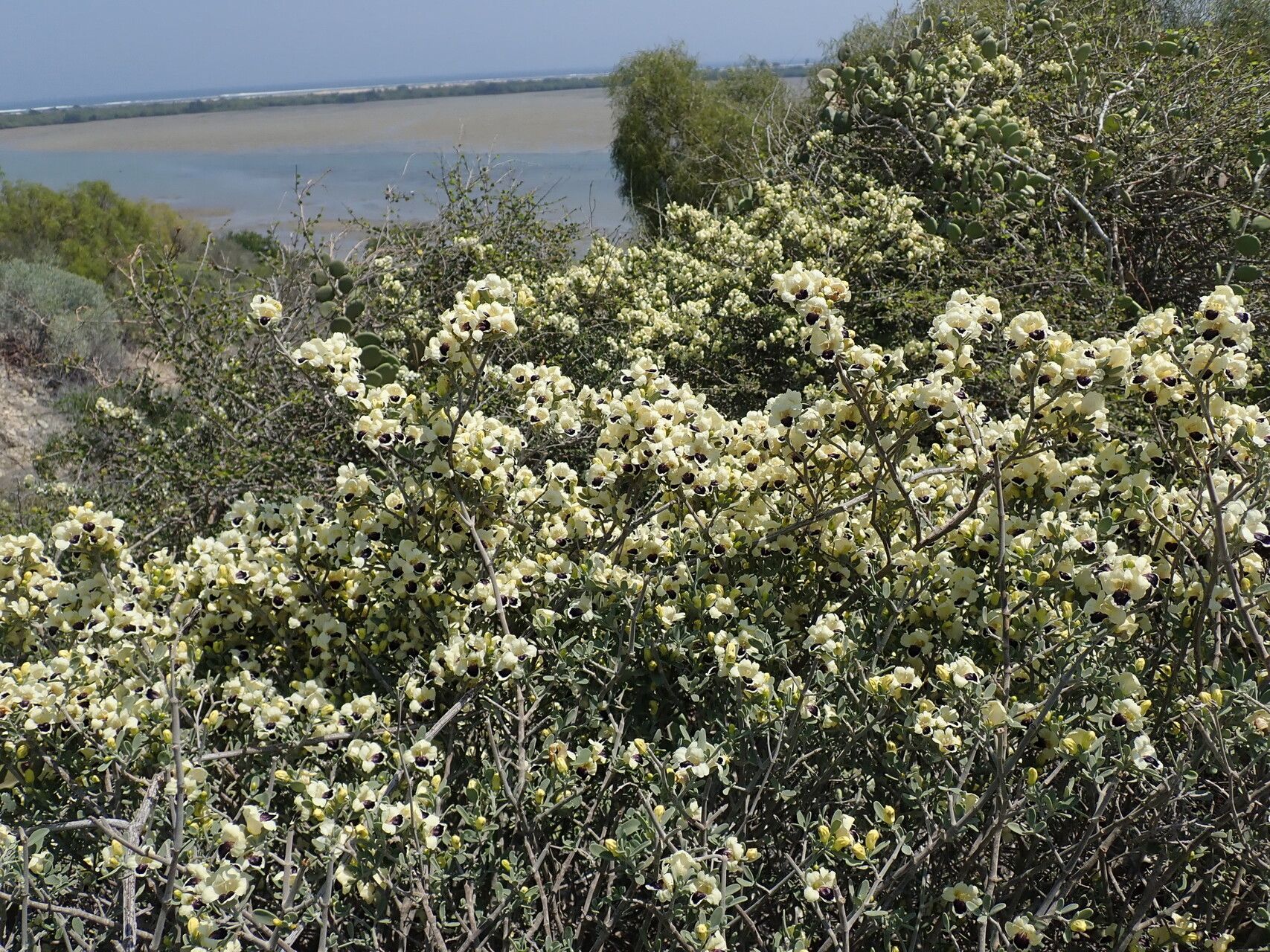 Ruellia albopurpurea