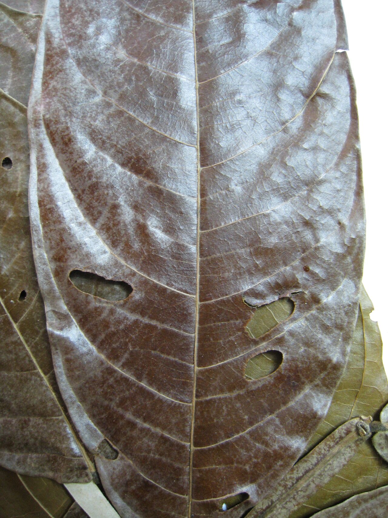 Inga alata — related species from the same genus