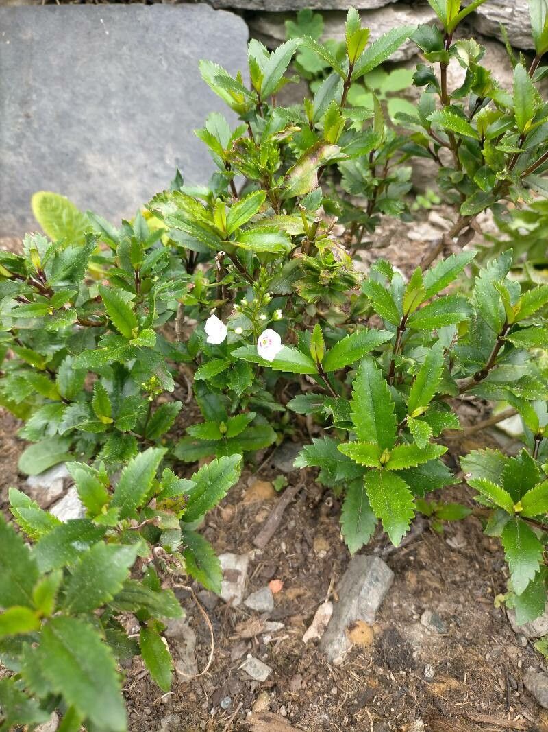 Parahebe catarractae habit