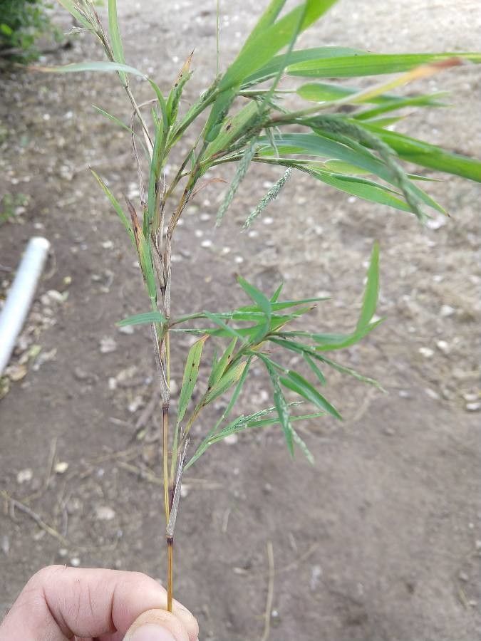 Arundinaria gigantea flower