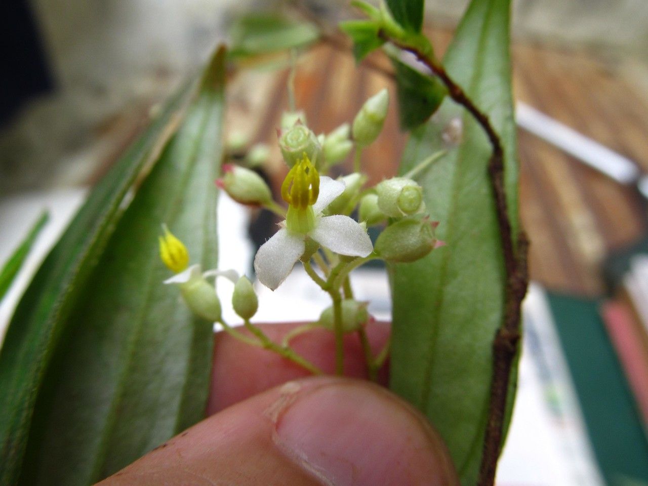 Centradenia paradoxa flower