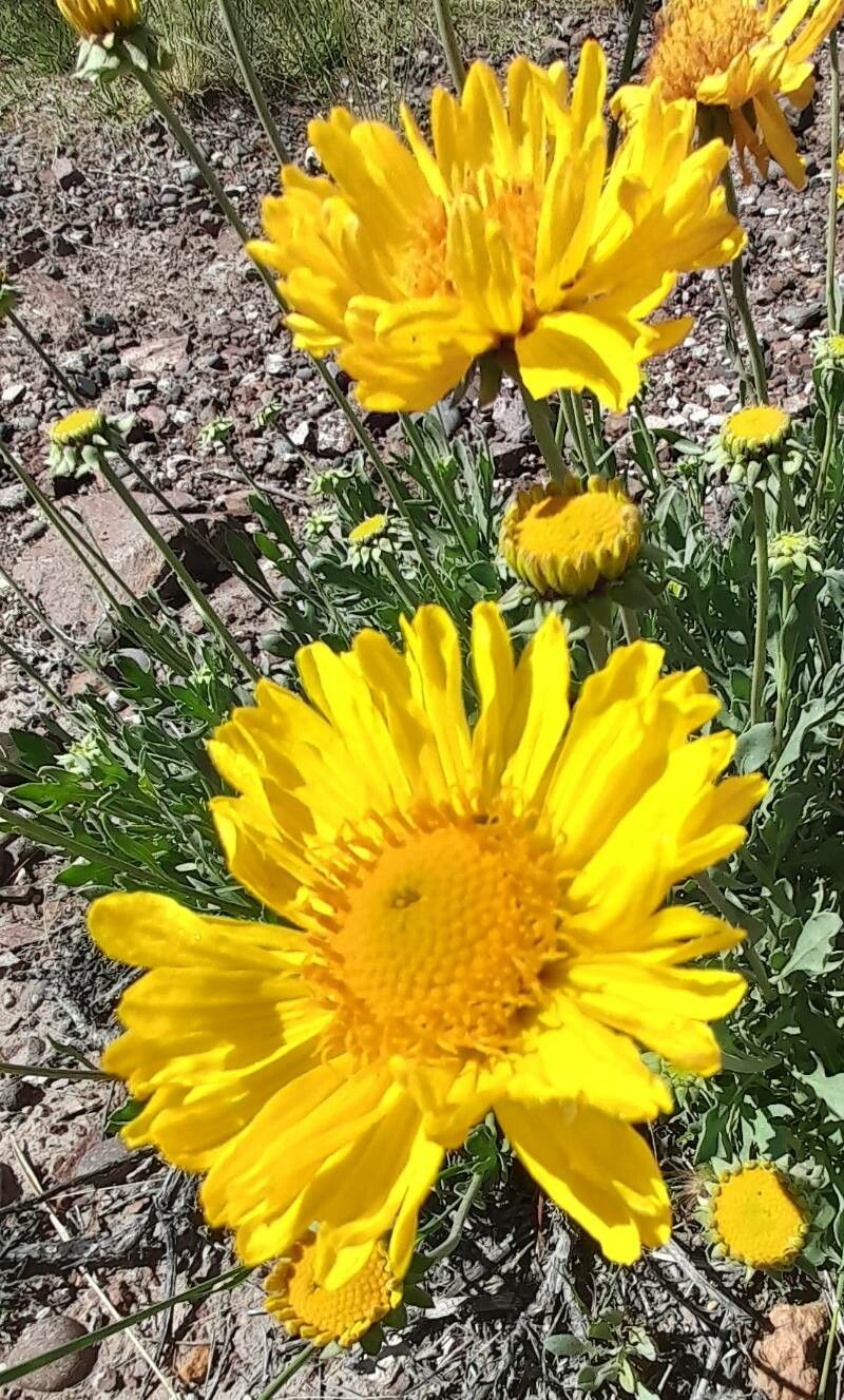 Gaillardia cabrerae habit