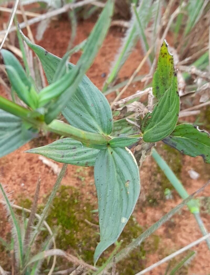 Spermacoce poaya — houseplant care guide