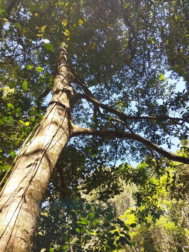 Erythroxylum sphaeranthum habit