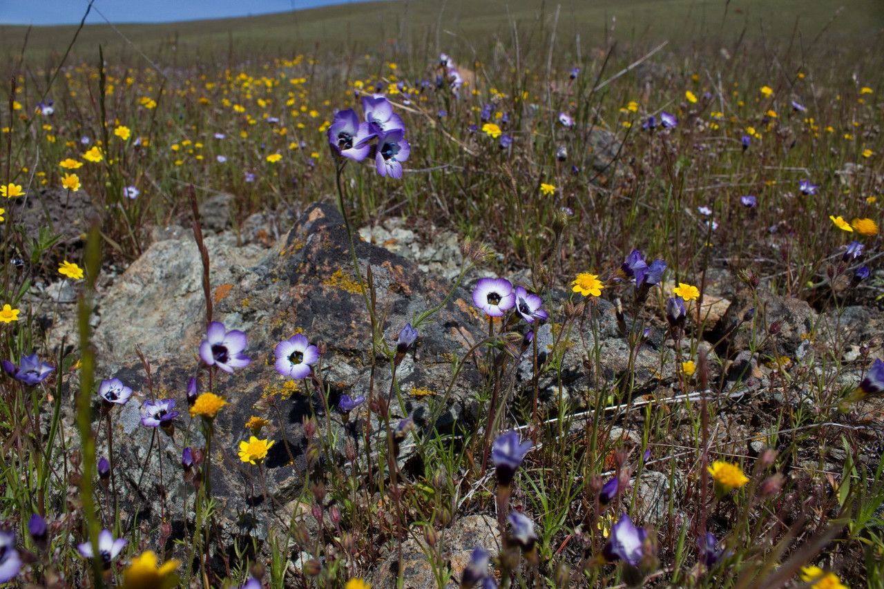 Gilia tricolor bark