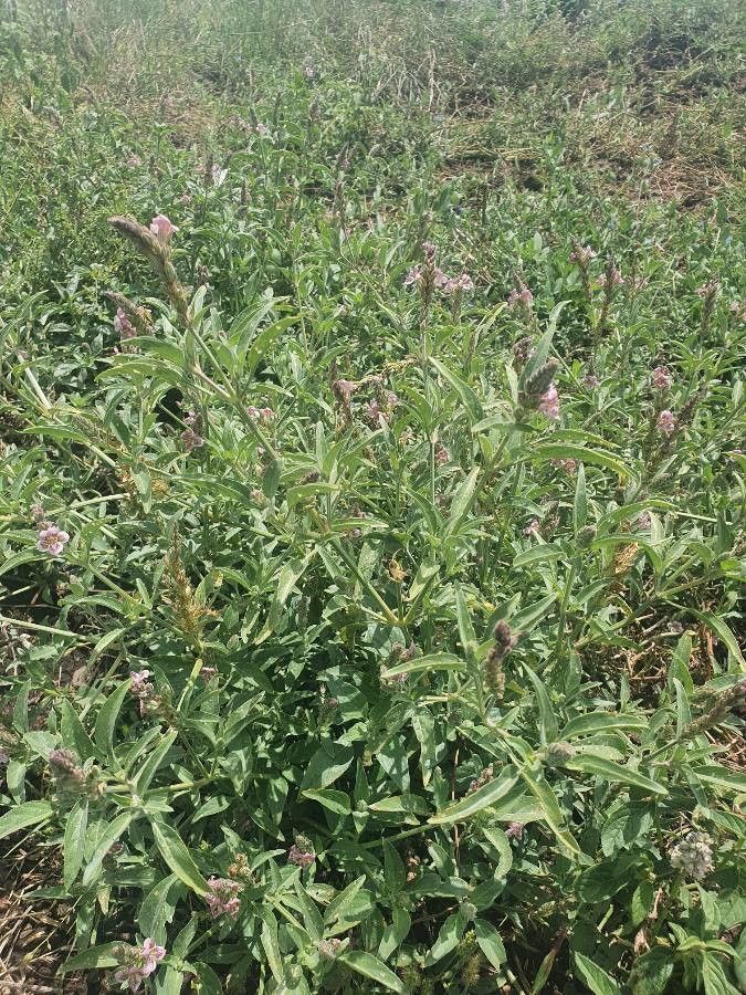 Asystasia riparia habit