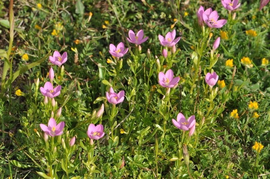 Centaurium scilloides habit