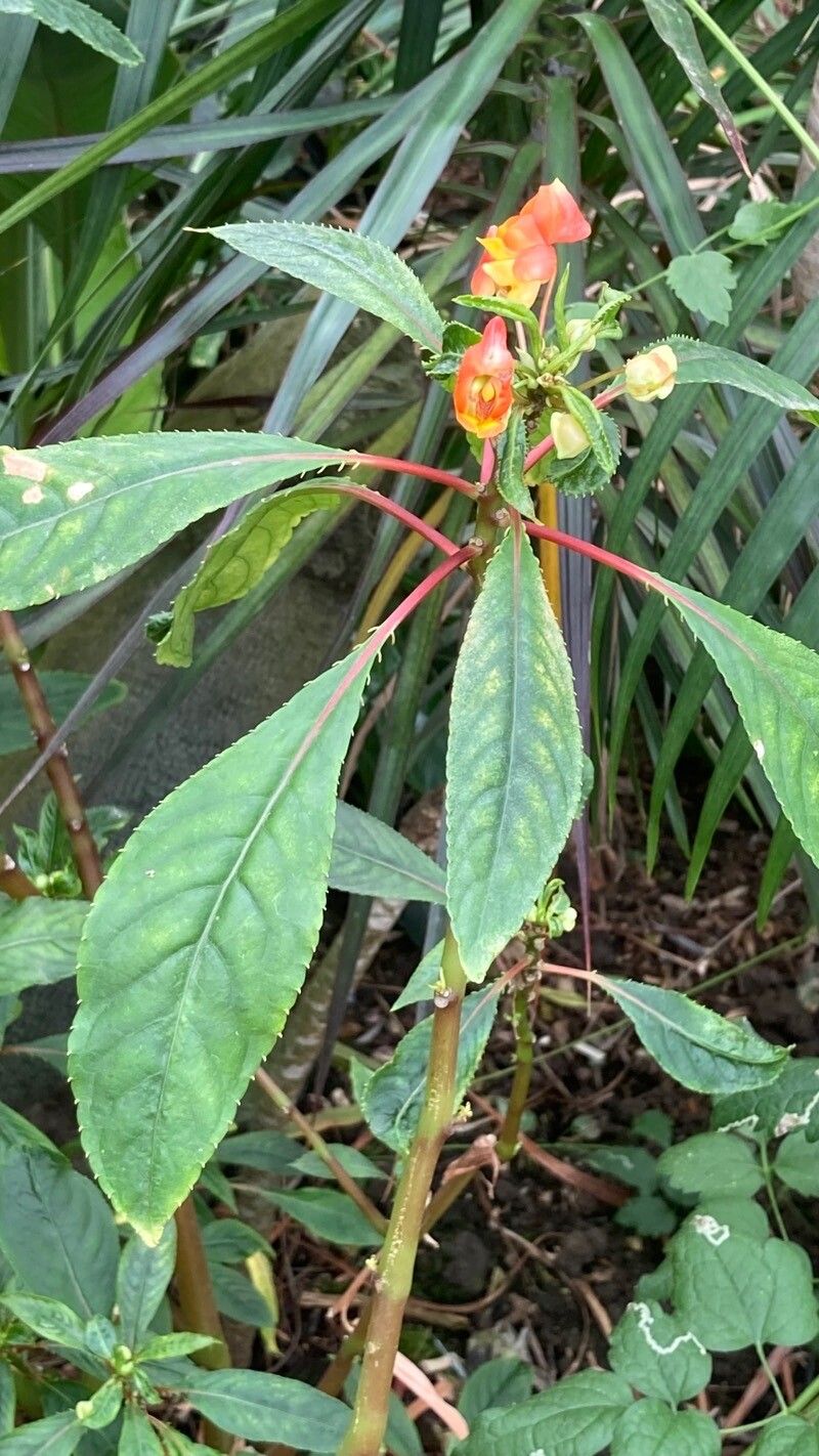 Impatiens niamniamensis leaf
