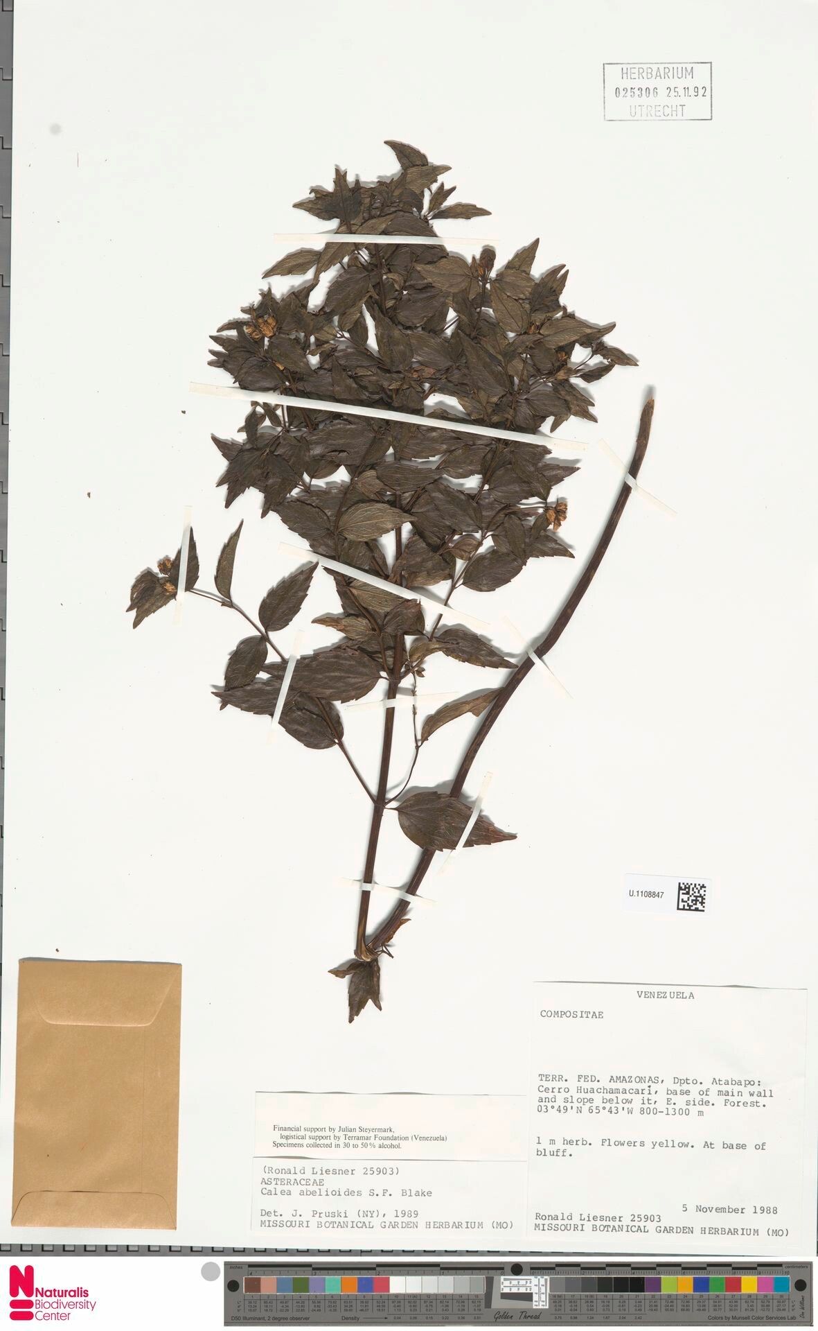 Calea abelioides — related species from the same genus