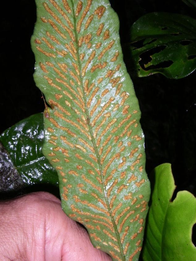 Pleopeltis bradeorum — related species from the same genus