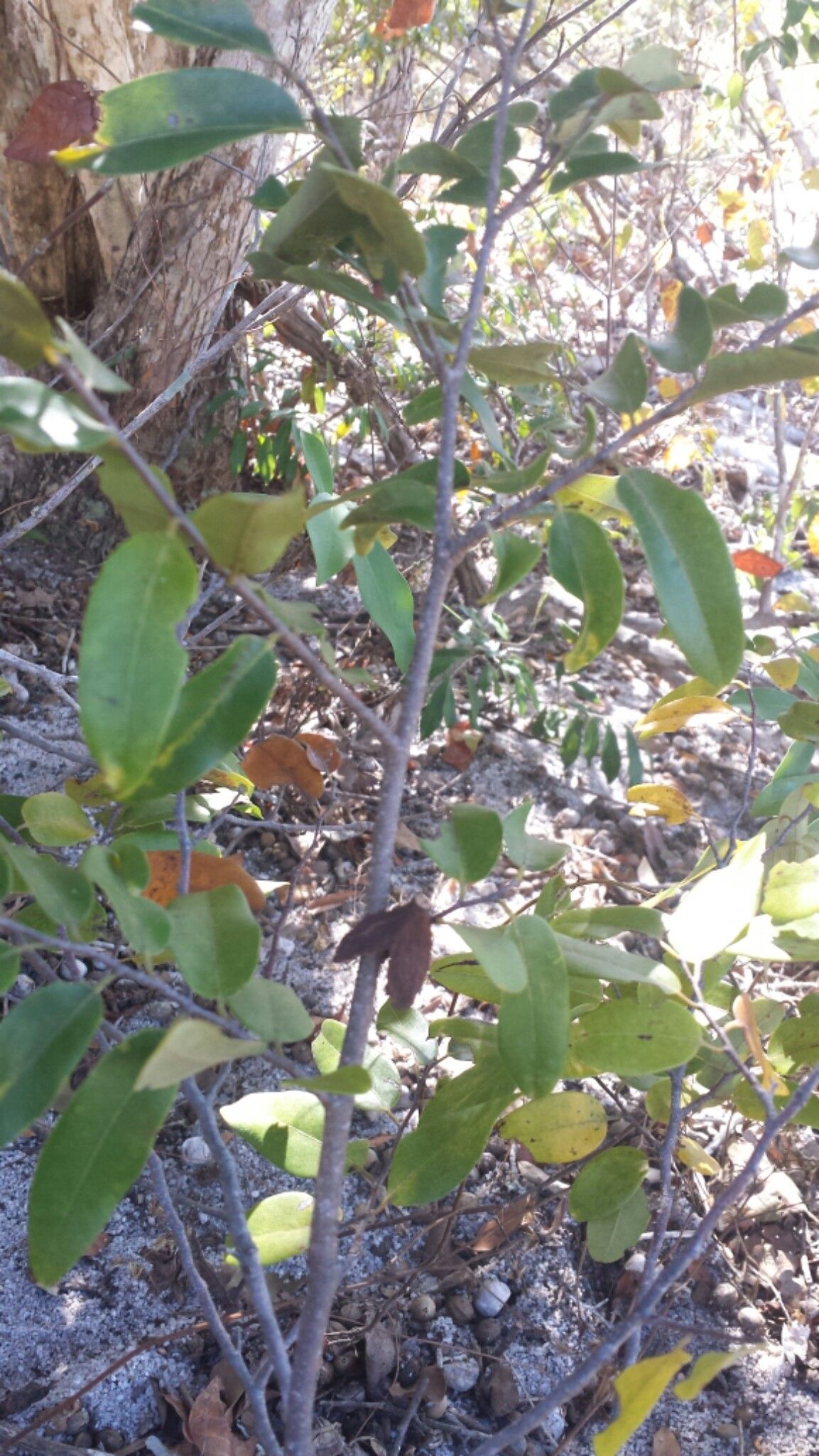 Xylopia ambanjensis habit