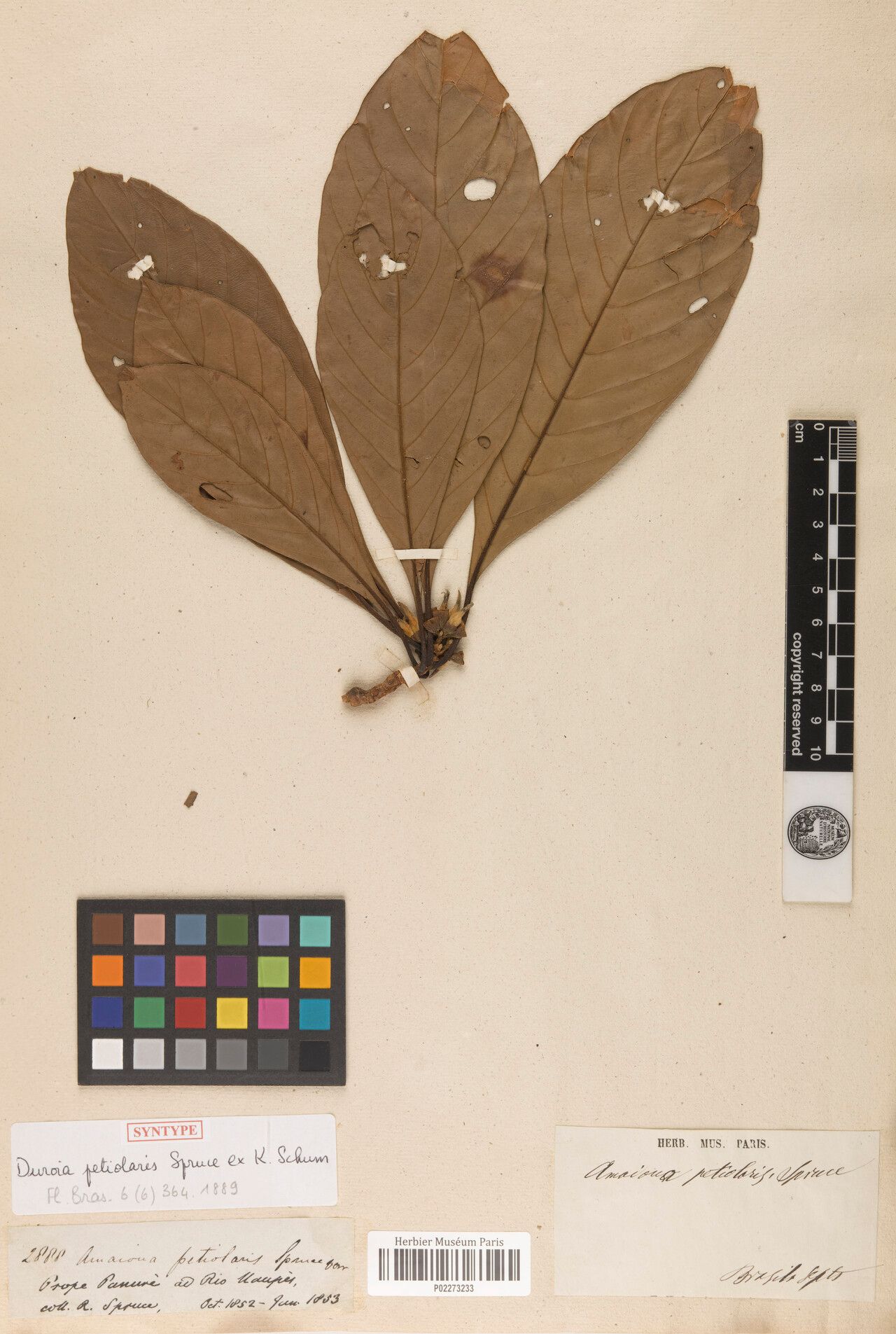 Duroia petiolaris flower