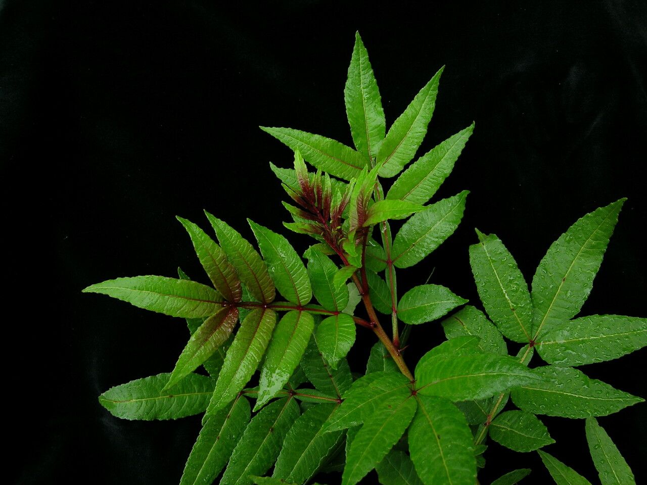 Zanthoxylum acanthopodium habit
