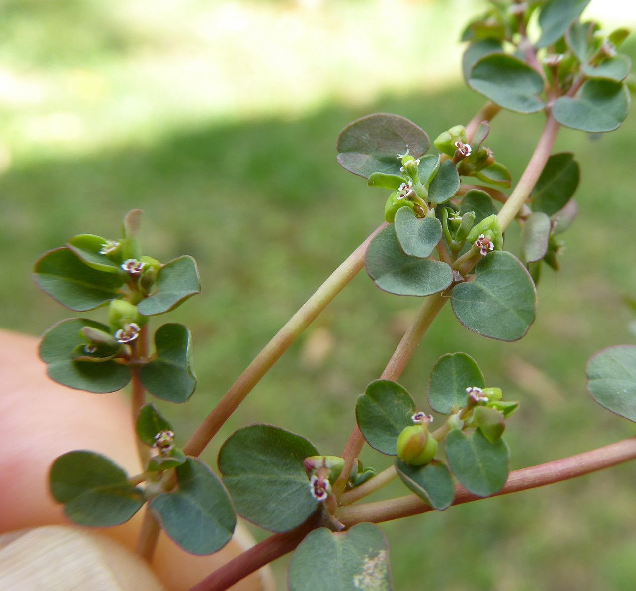 Euphorbia serpens fruit