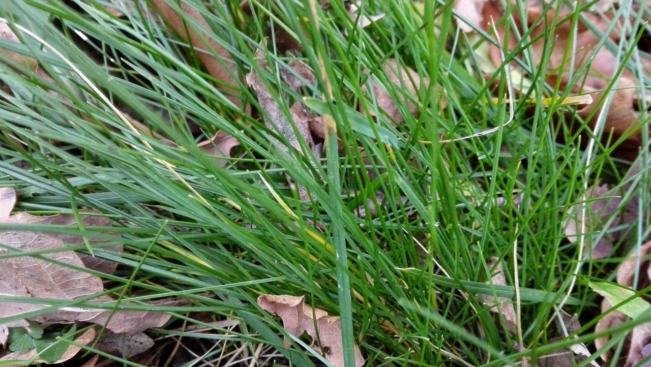 Anthoxanthum aristatum leaf