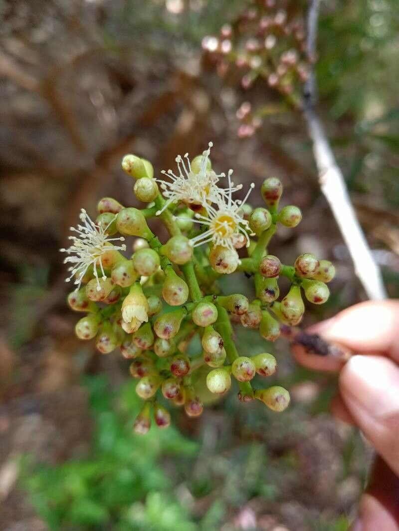 Syzygium emirnense flower