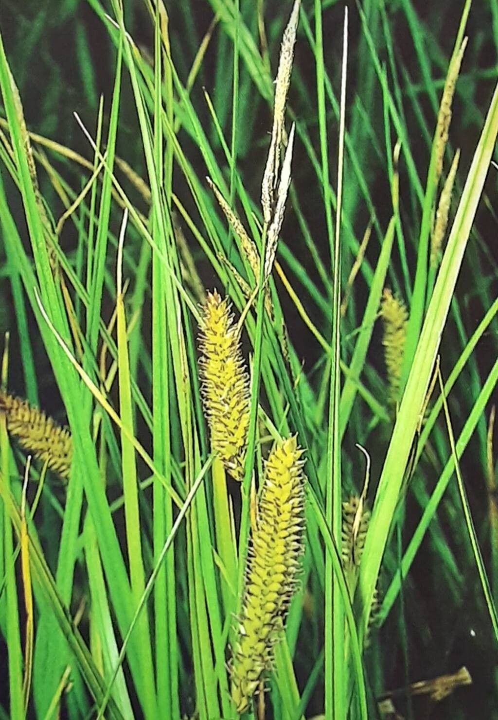 Carex × involuta — houseplant care guide