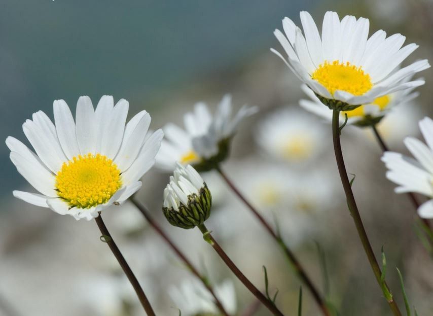 Leucanthemum burnatii