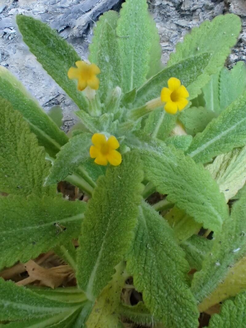 Primula floribunda — search result for 'Primula'