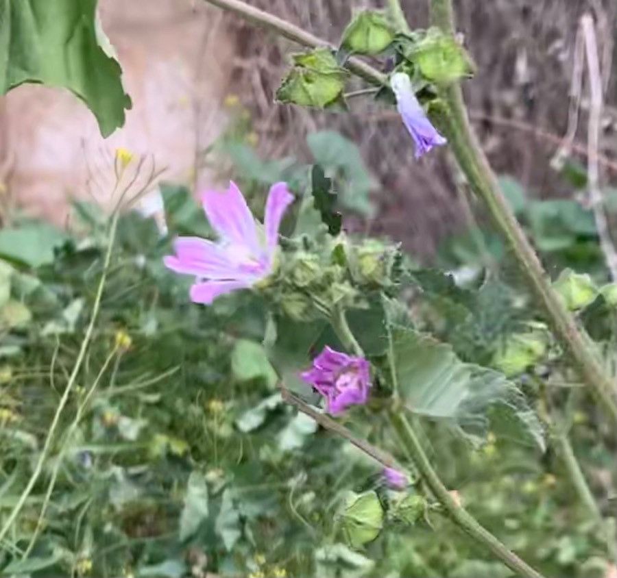 Lavatera cretica flower