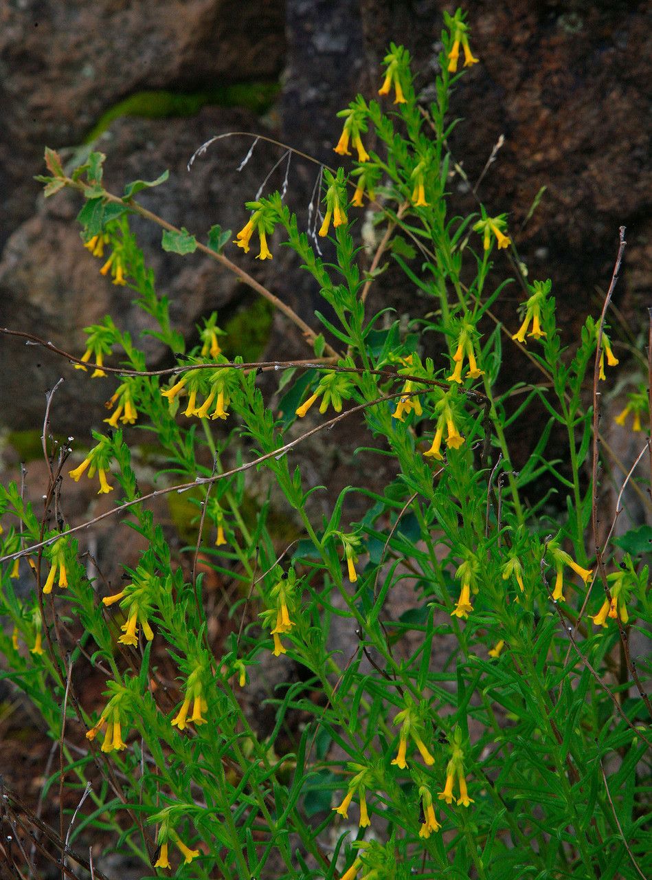 Lithospermum viride habit