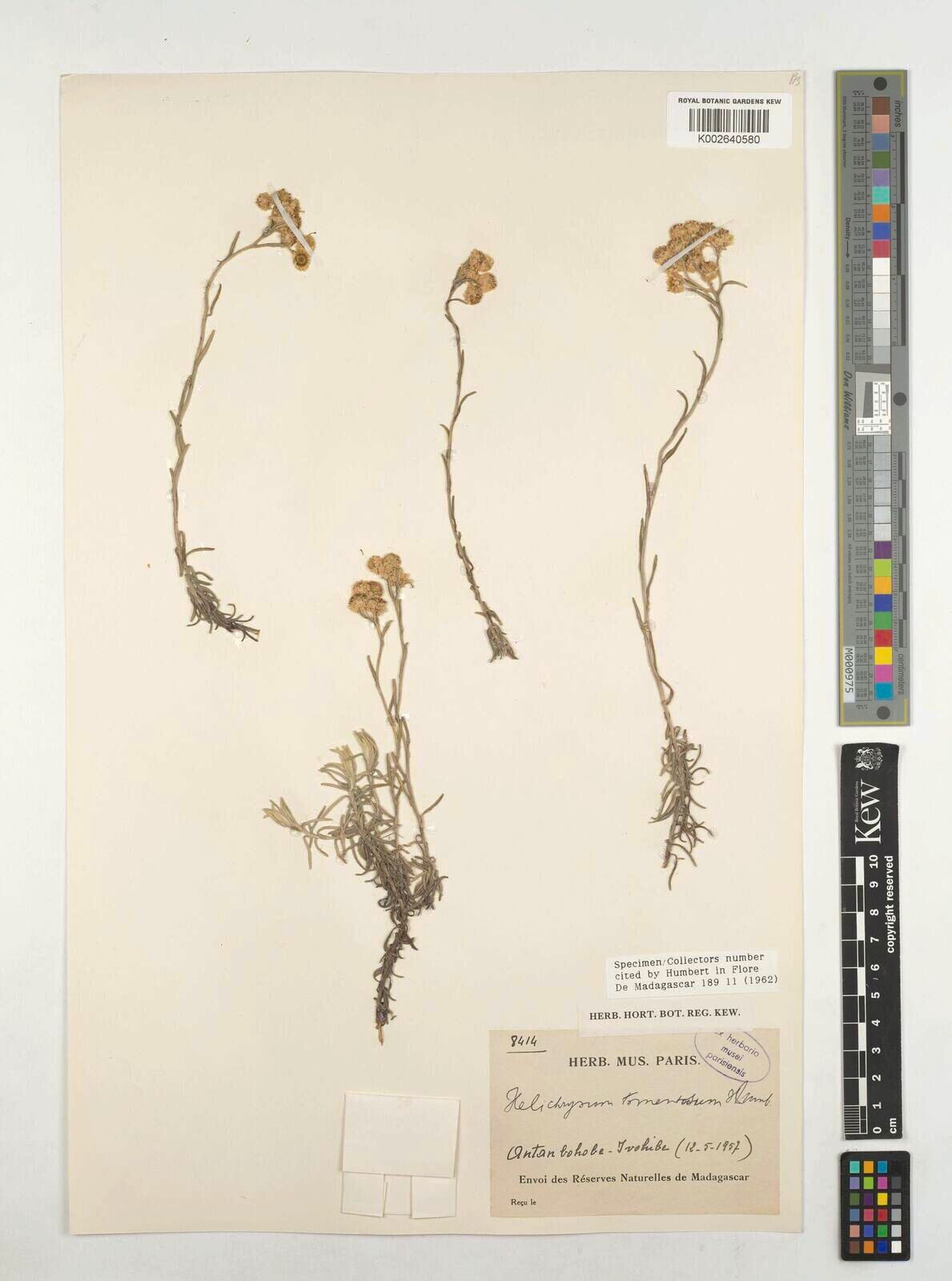 Helichrysum tomentosum — houseplant care guide