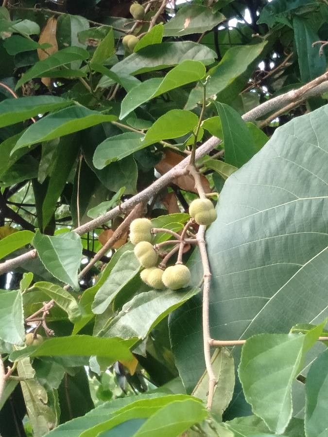Grewia laevigata fruit